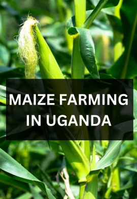 Harvesting Gold: The Journey of Successful Maize Farming.
